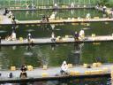 Pescadores en piscinas en mitad de Tokio